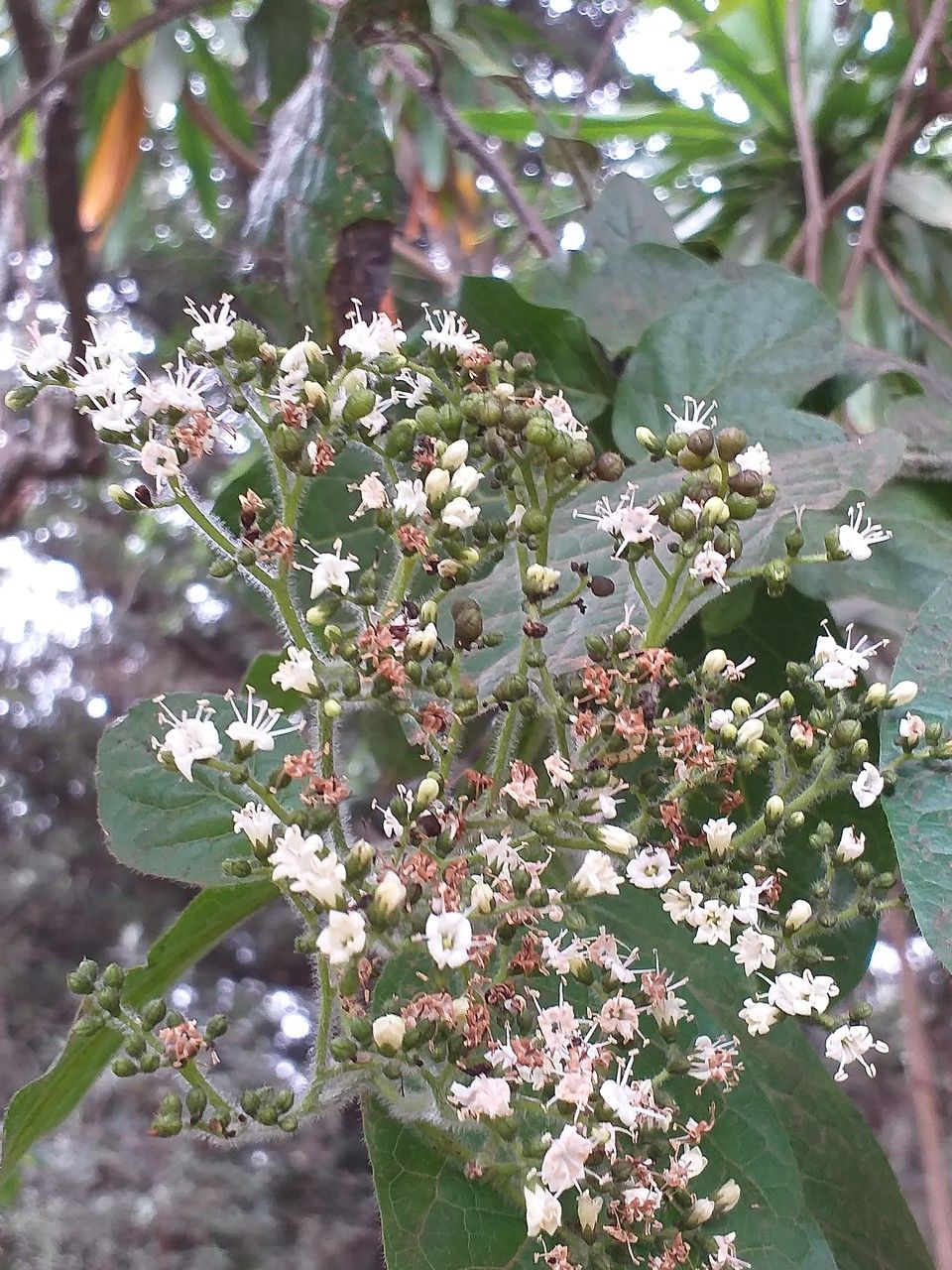 Ehretia cymosa flower