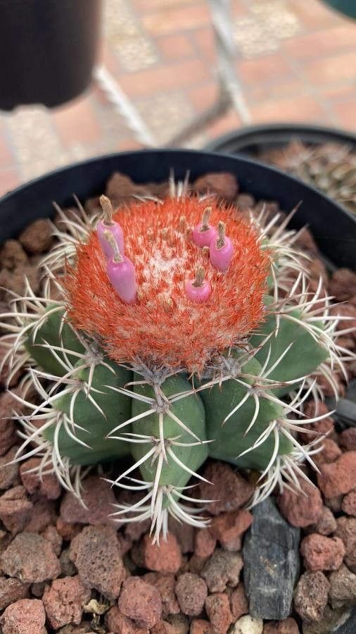 Melocactus matanzanus fruit