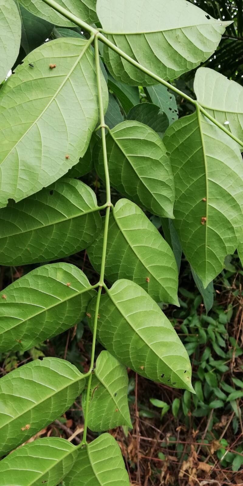 Psydrax palma — houseplant care guide