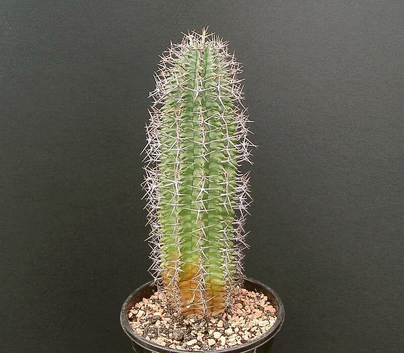 Euphorbia stellispina habit