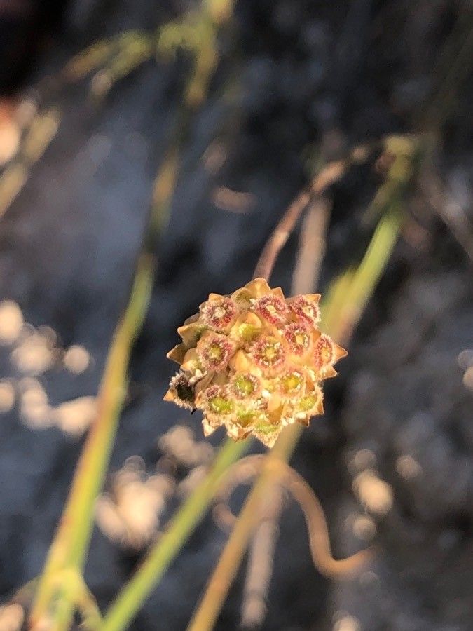 Cephalaria leucantha fruit