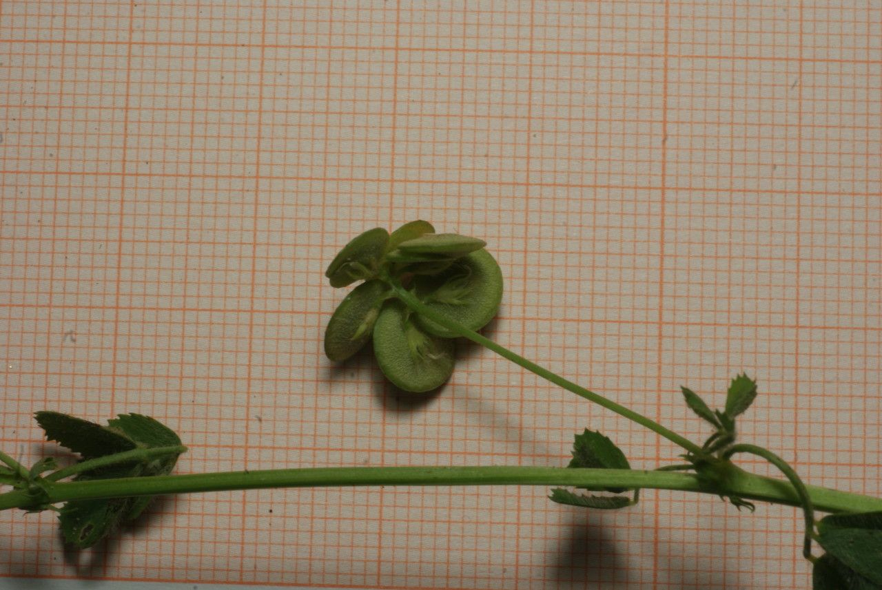 Medicago italica fruit