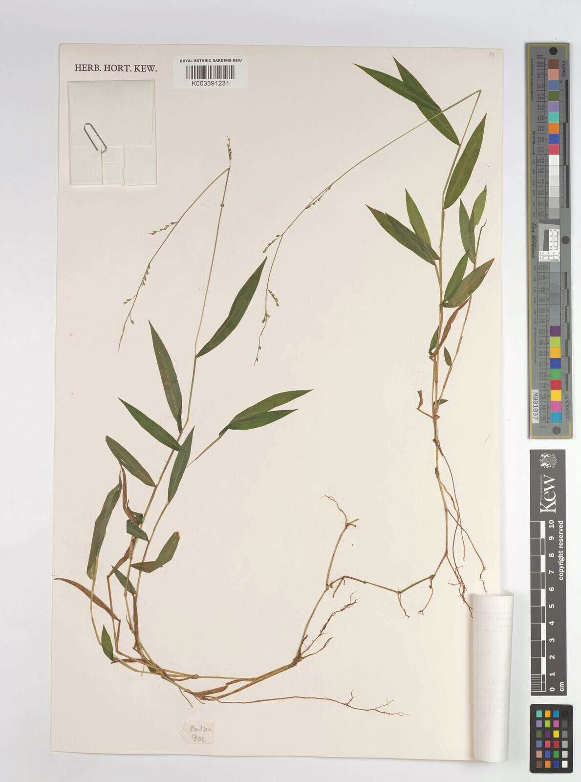 Panicum robynsii — houseplant care guide