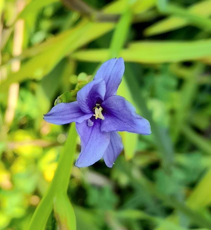 Aristea ecklonii flower