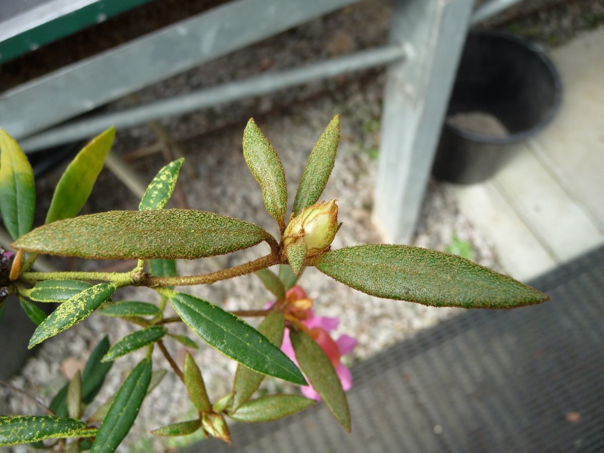 Rhododendron caliginis — houseplant care guide