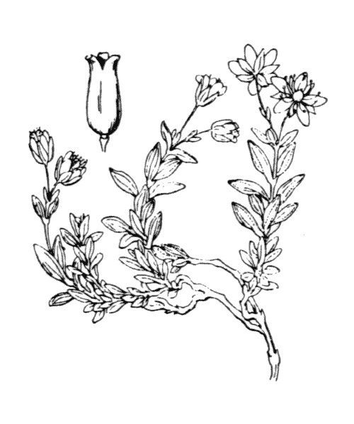 Minuartia cerastiifolia other