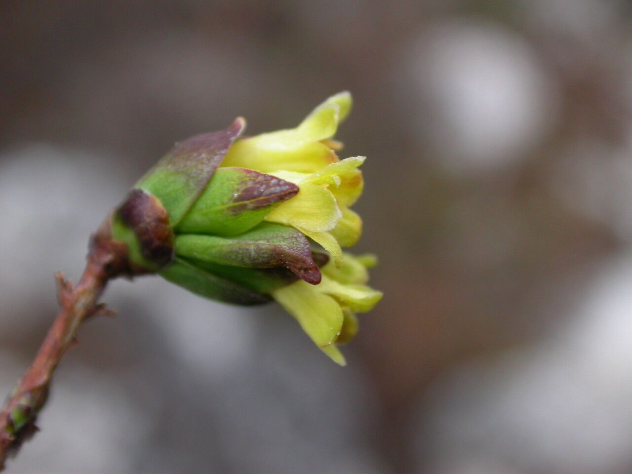 Lonicera litangensis habit