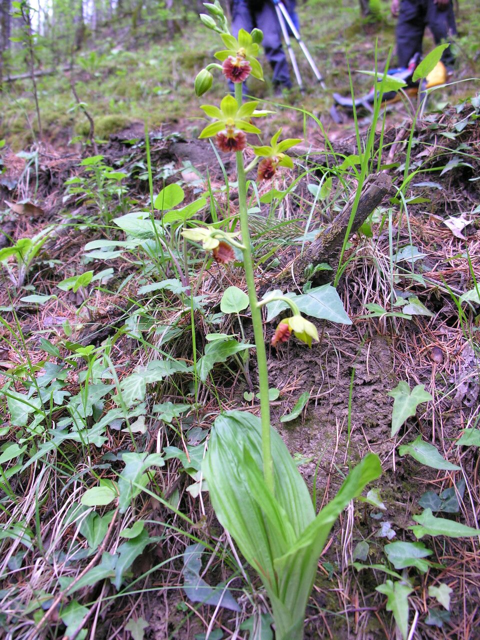 Calanthe tricarinata — houseplant care guide