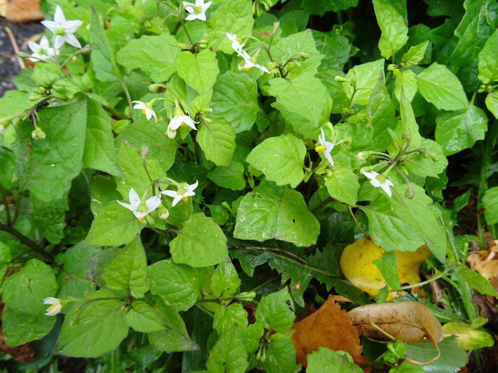 Solanum furcatum — search result for 'Solanaceae'