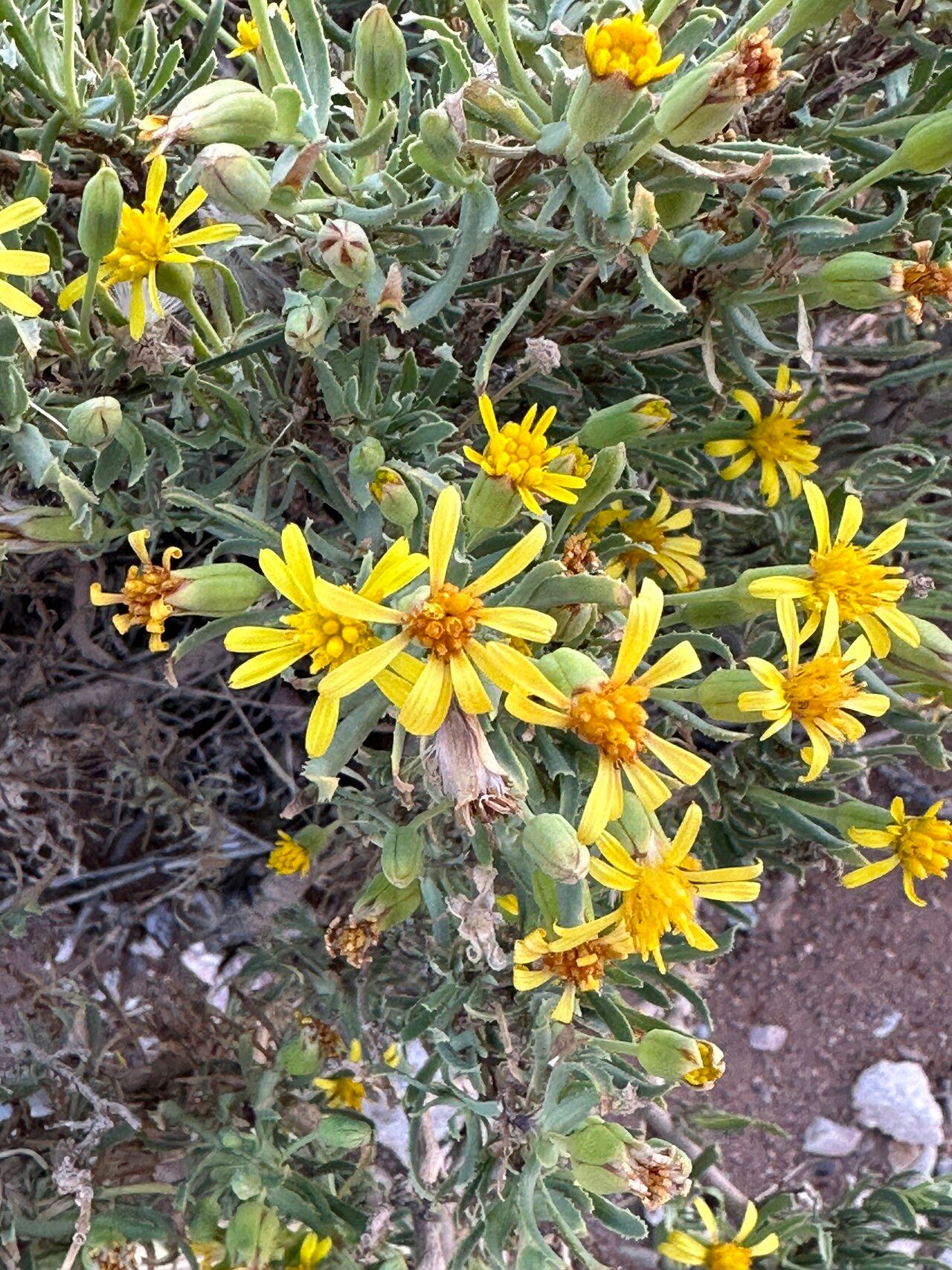 Hertia maroccana — related species from the same genus