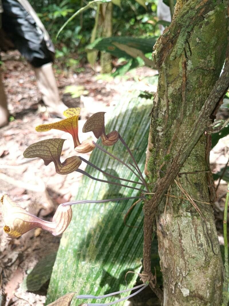 Aristolochia wankeana habit