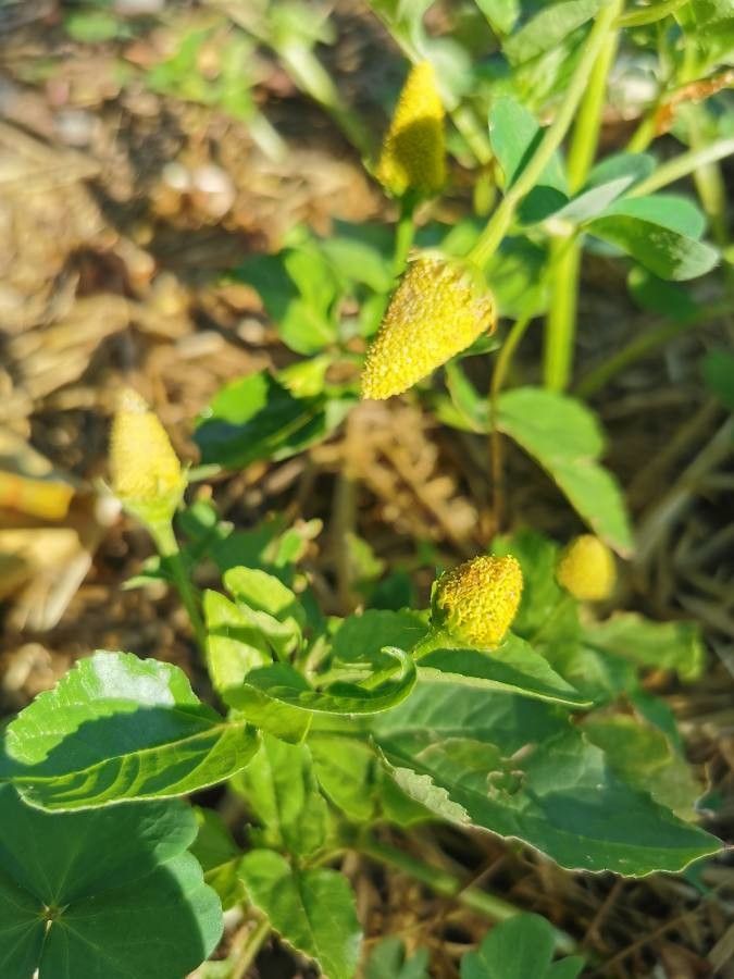 Acmella oleracea fruit