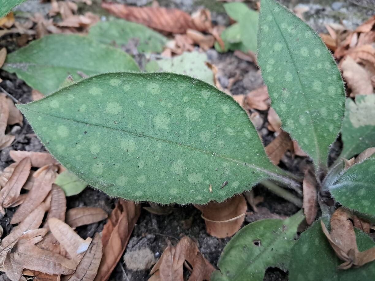 Pulmonaria helvetica leaf