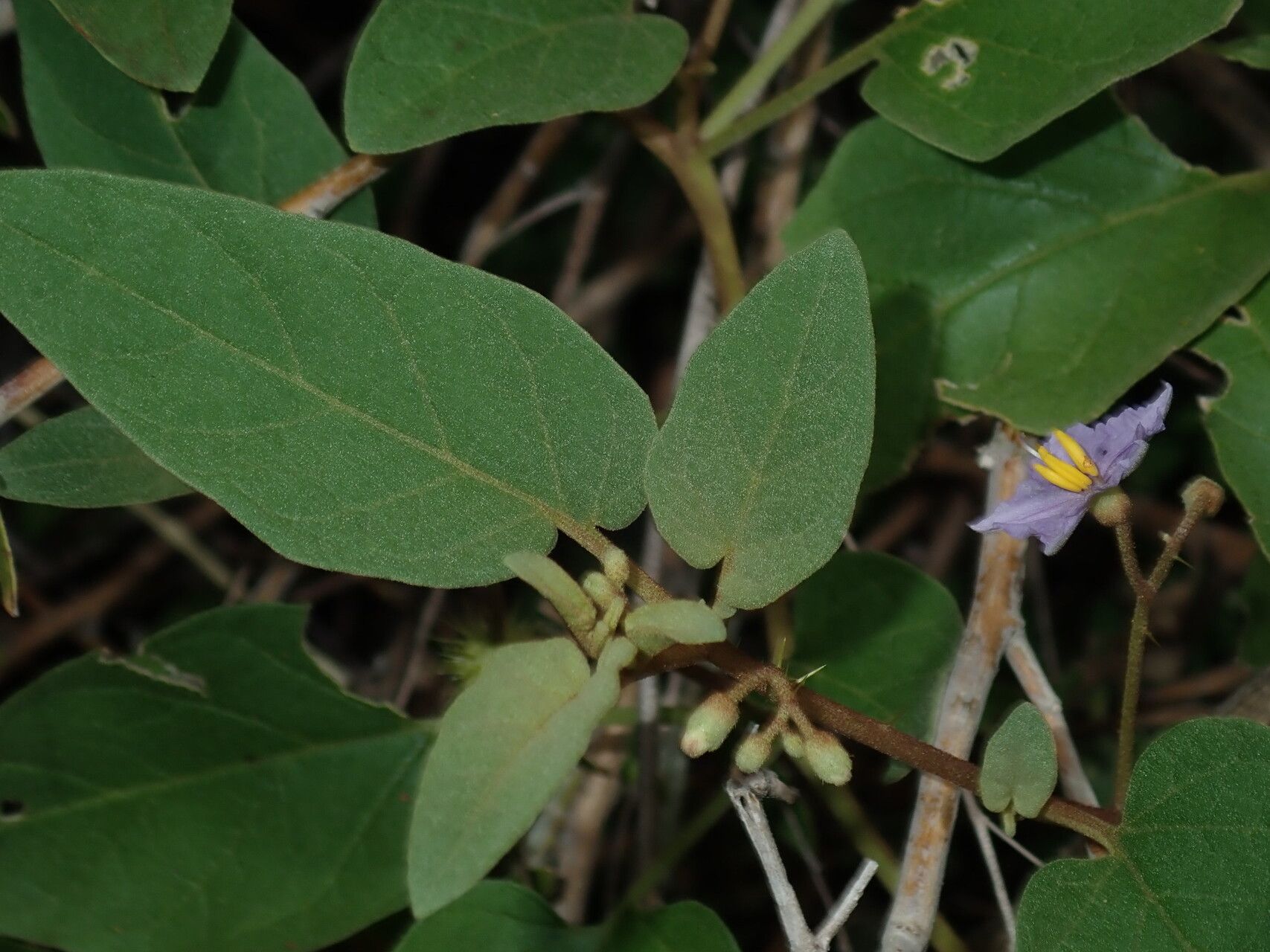 Solanum lapidosum habit