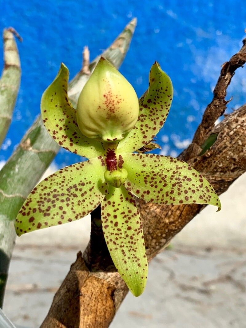 Cycnoches egertonianum — houseplant care guide