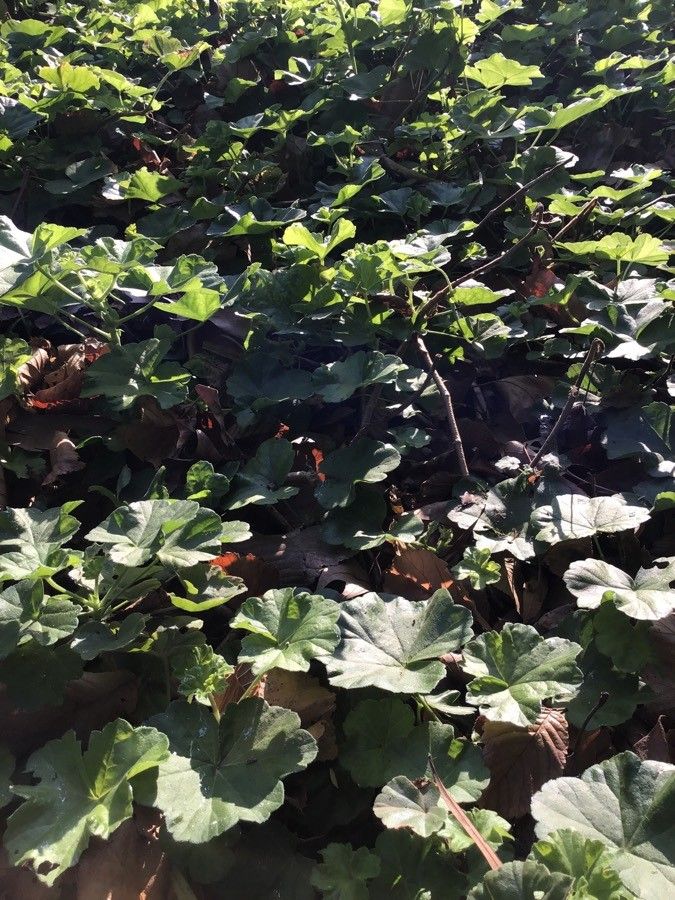 Pelargonium pulchellum leaf