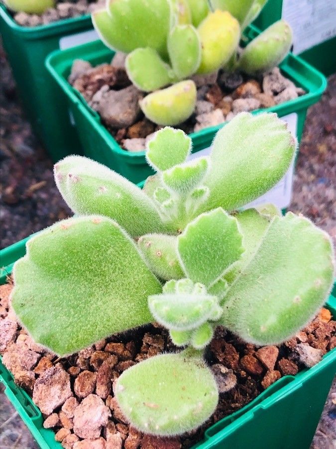 Cotyledon tomentosa leaf