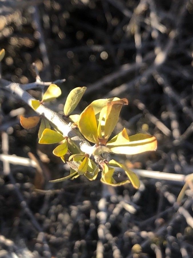 Periploca laevigata — search result for 'Canary Islands'