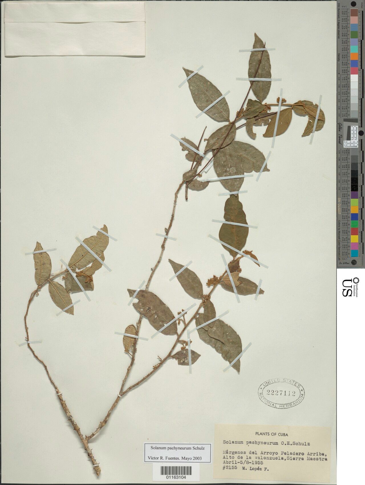 Solanum pachyneurum — houseplant care guide