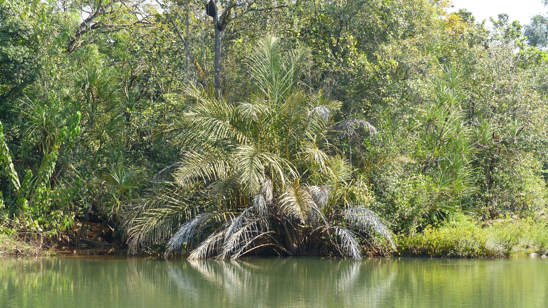 Raphia sudanica — search result for 'Sudan'