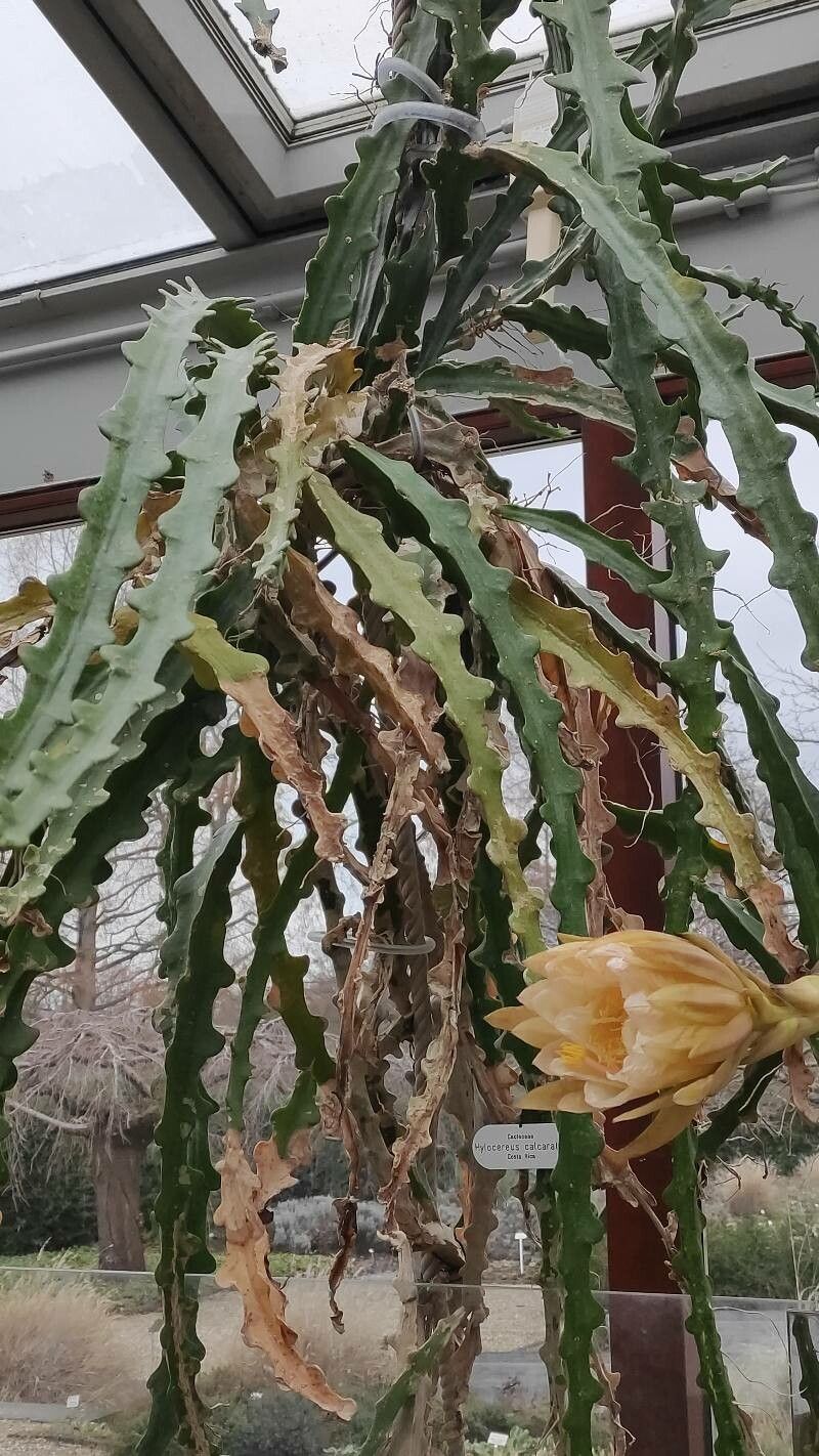 Selenicereus calcaratus