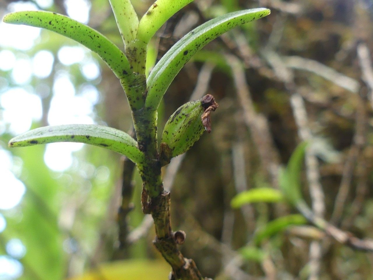 Angraecum pectinatum fruit