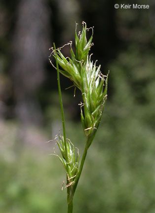 Carex leptopoda fruit