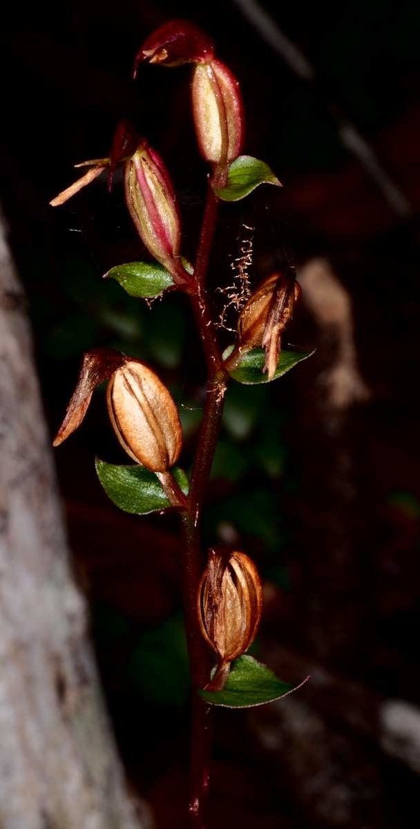 Acianthus grandiflorus fruit