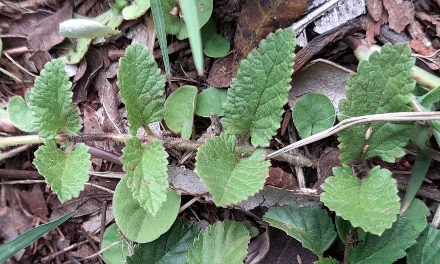 Glandularia nana — search result for 'Glandularia'