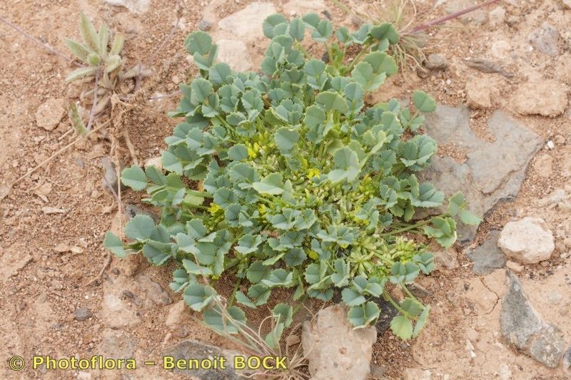 Trigonella anguina habit