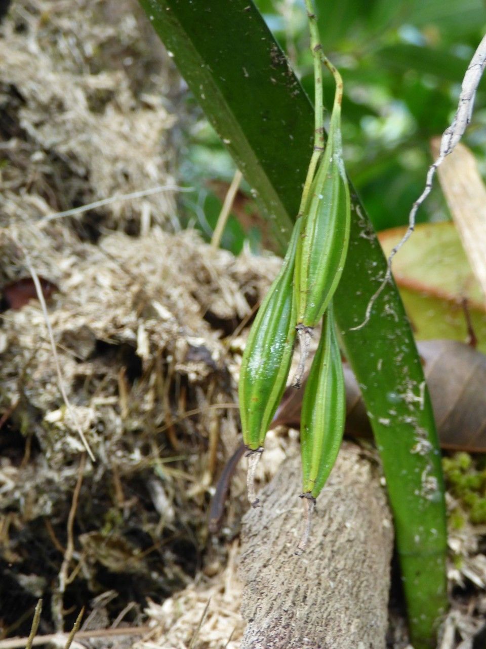 Coelogyne viscosa fruit