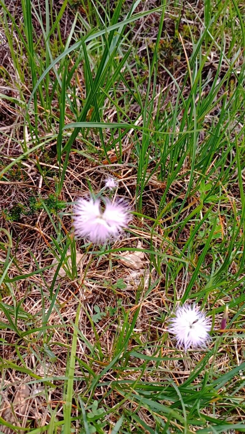 Dianthus monspessulanus — houseplant care guide
