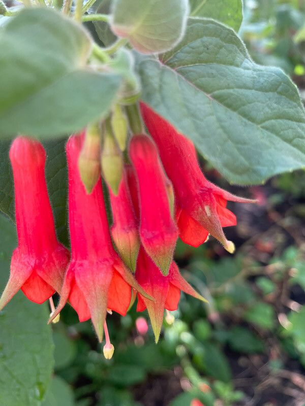 Fuchsia fulgens flower