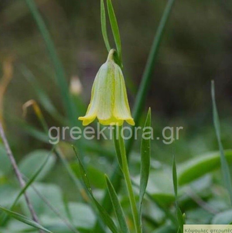 Fritillaria bithynica flower