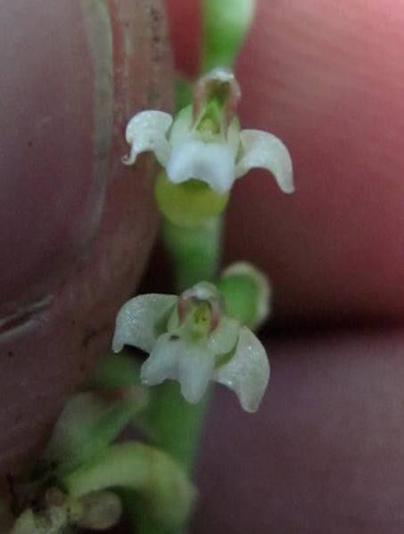 Platythelys maculata — related species from the same genus