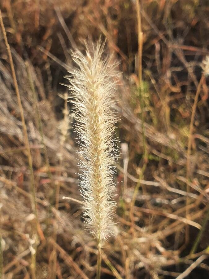 Cenchrus stramineus flower