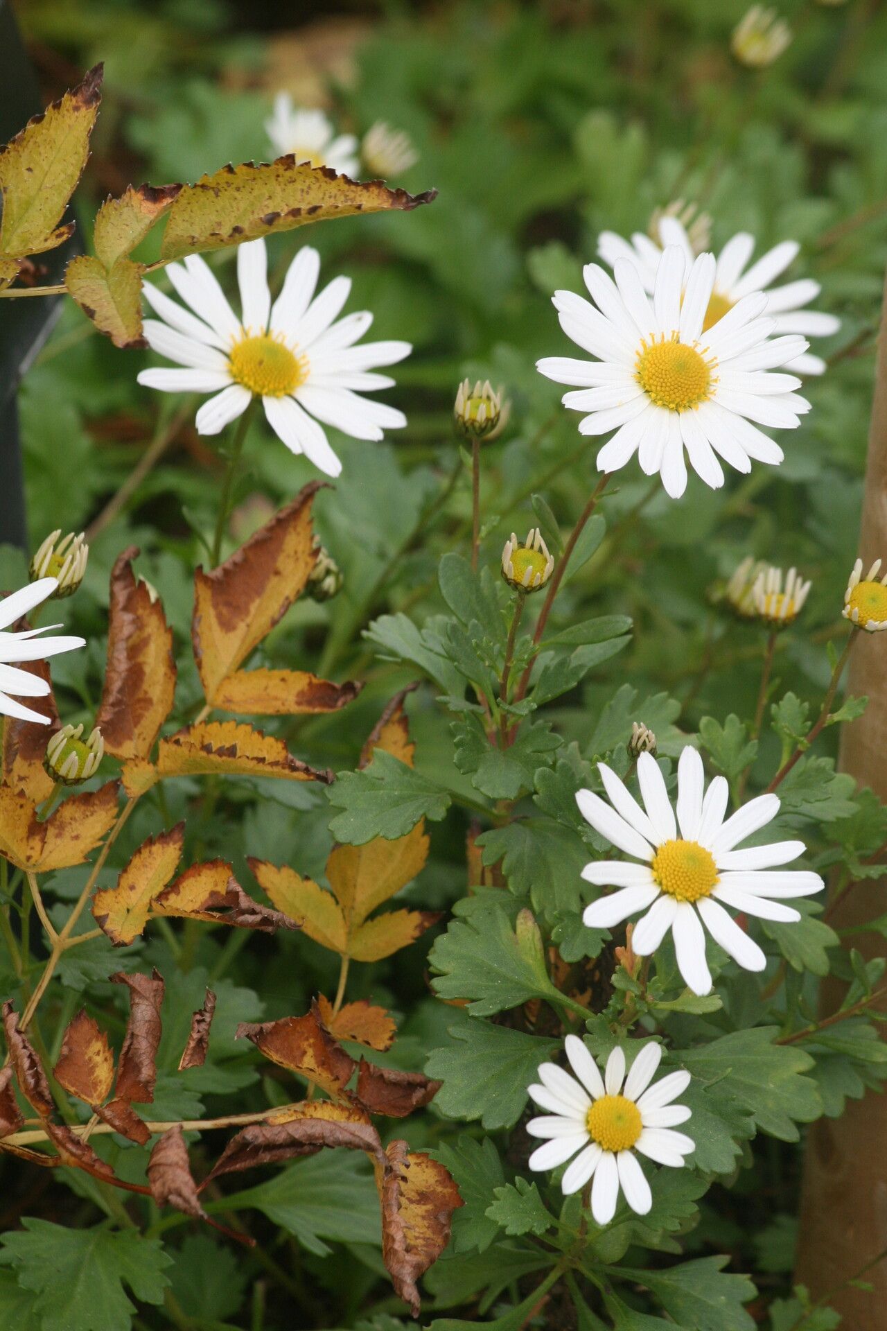 Arctanthemum arcticum flower