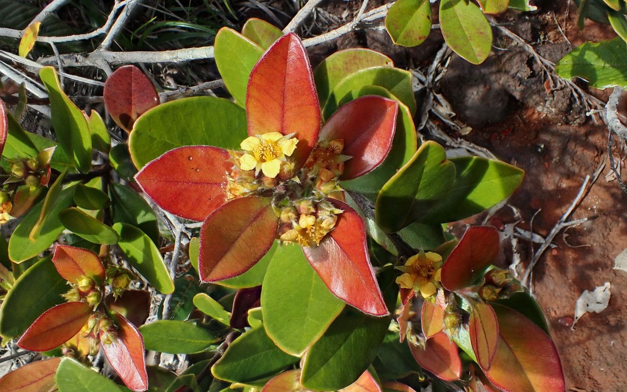 Tristaniopsis callobuxus leaf