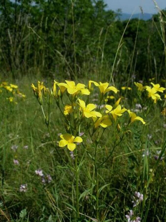 Linum flavum habit