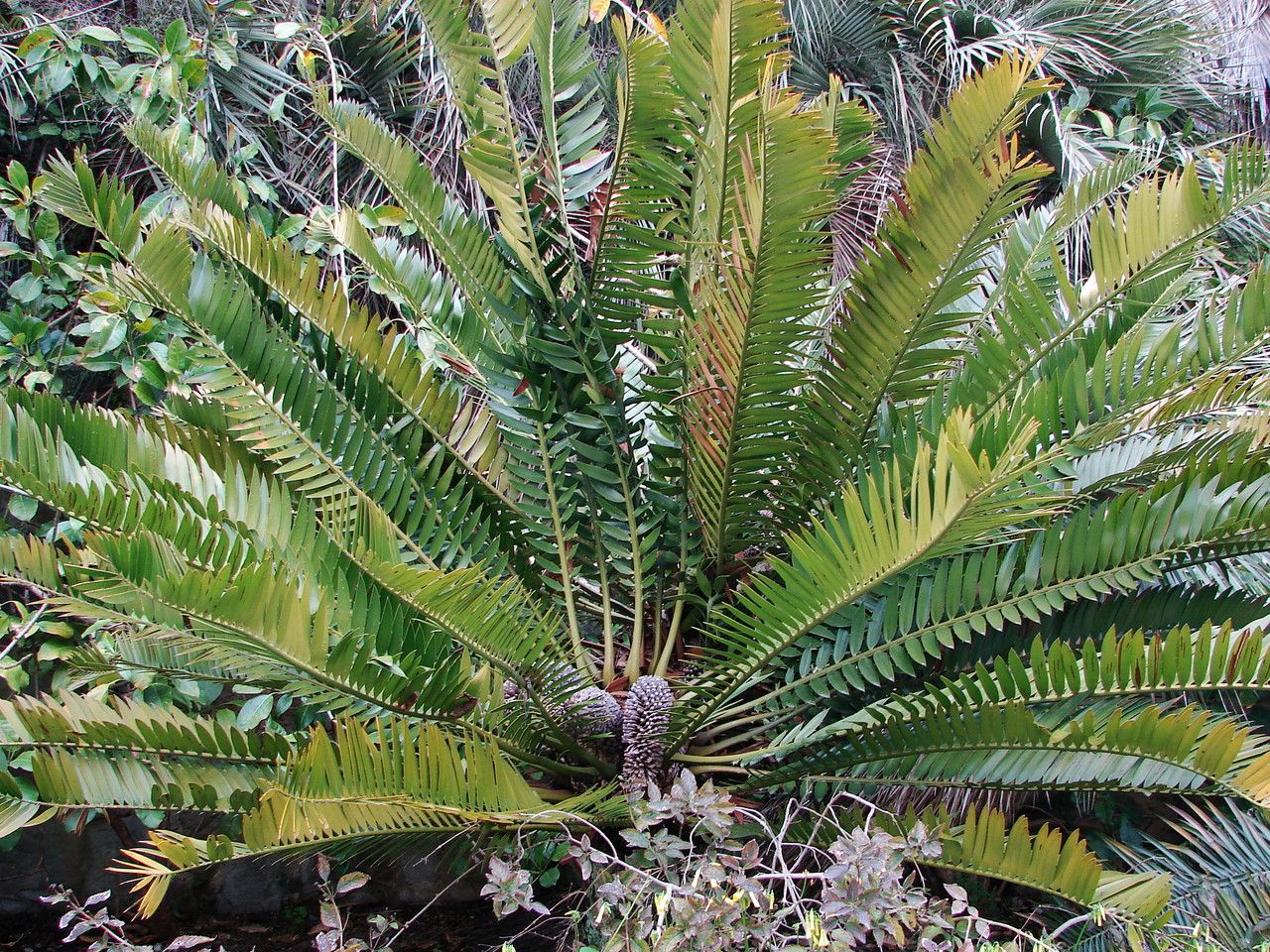 Encephalartos altensteinii — search result for 'Zamiaceae'