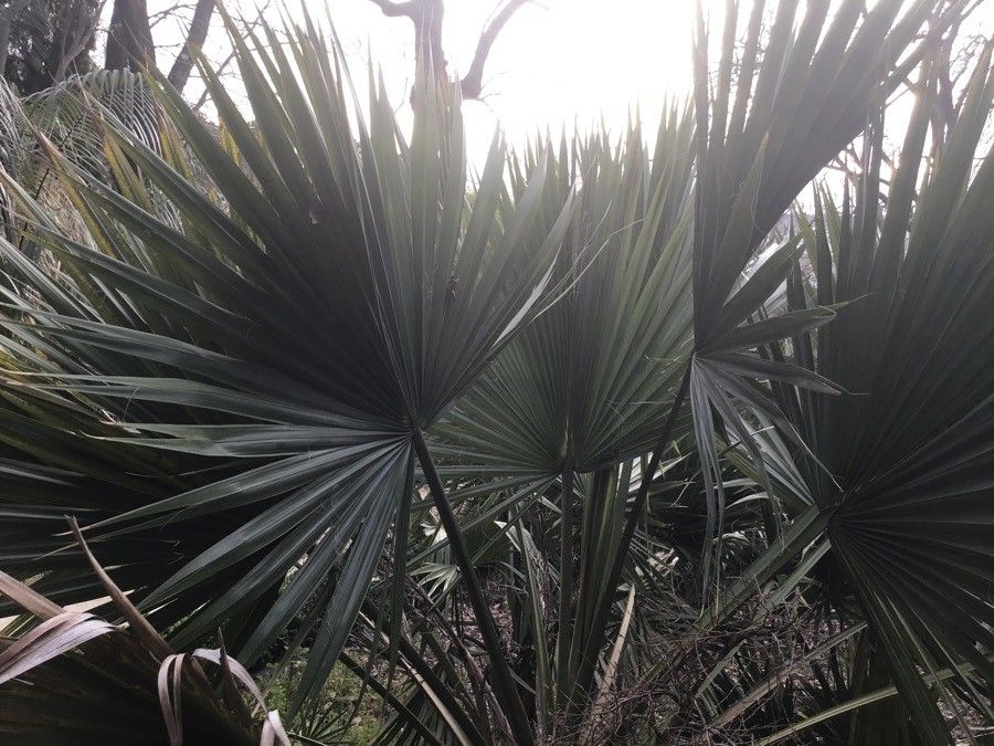 Sabal bermudana leaf
