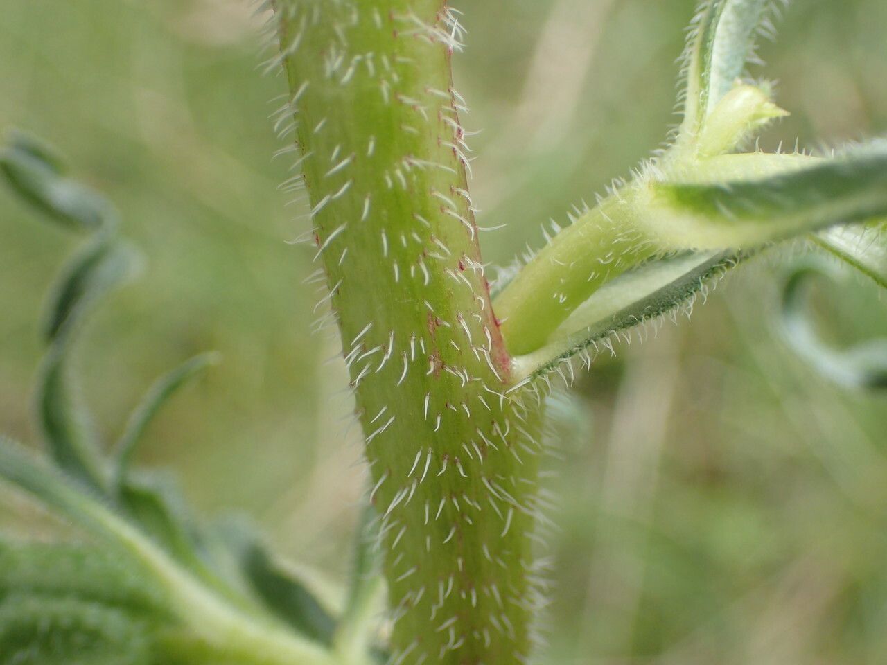 Campanula speciosa bark