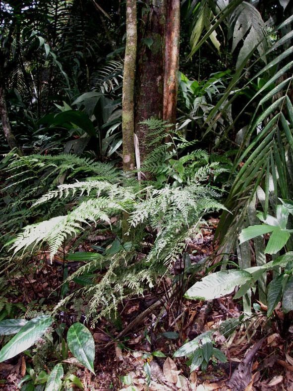 Saccoloma inaequale habit