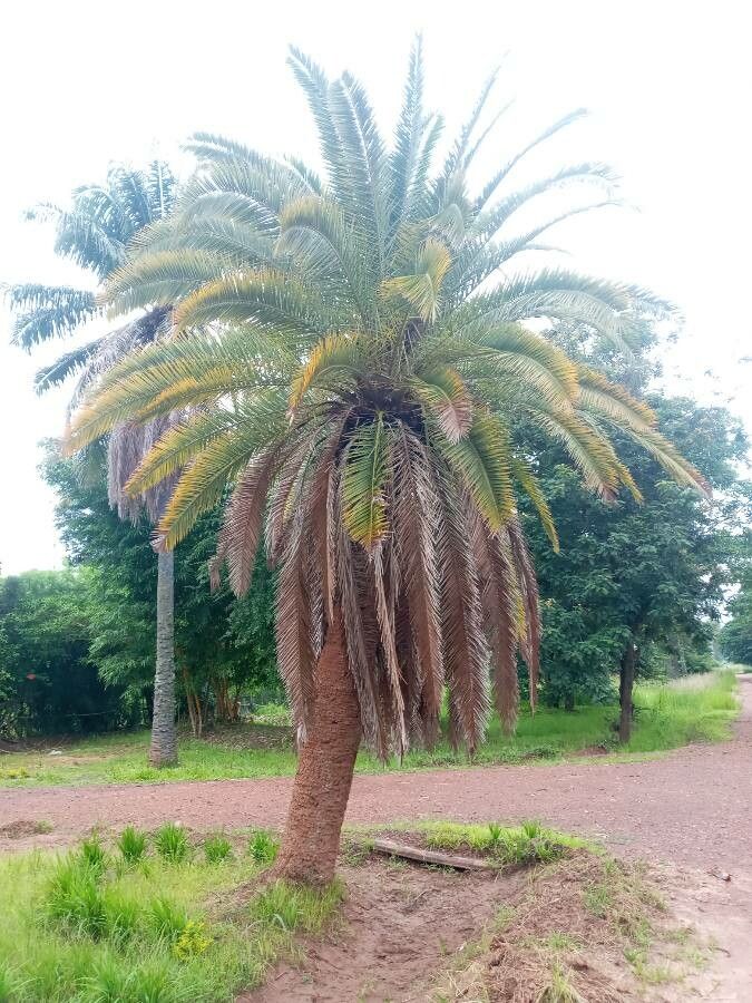 Phoenix canariensis