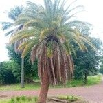 Phoenix canariensis