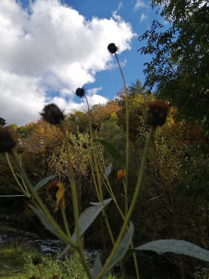 Helianthus pauciflorus fruit