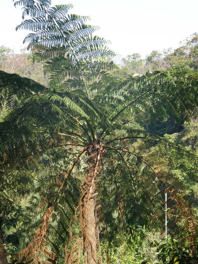 Cyathea chinensis — search result for 'Sphaeropteris'