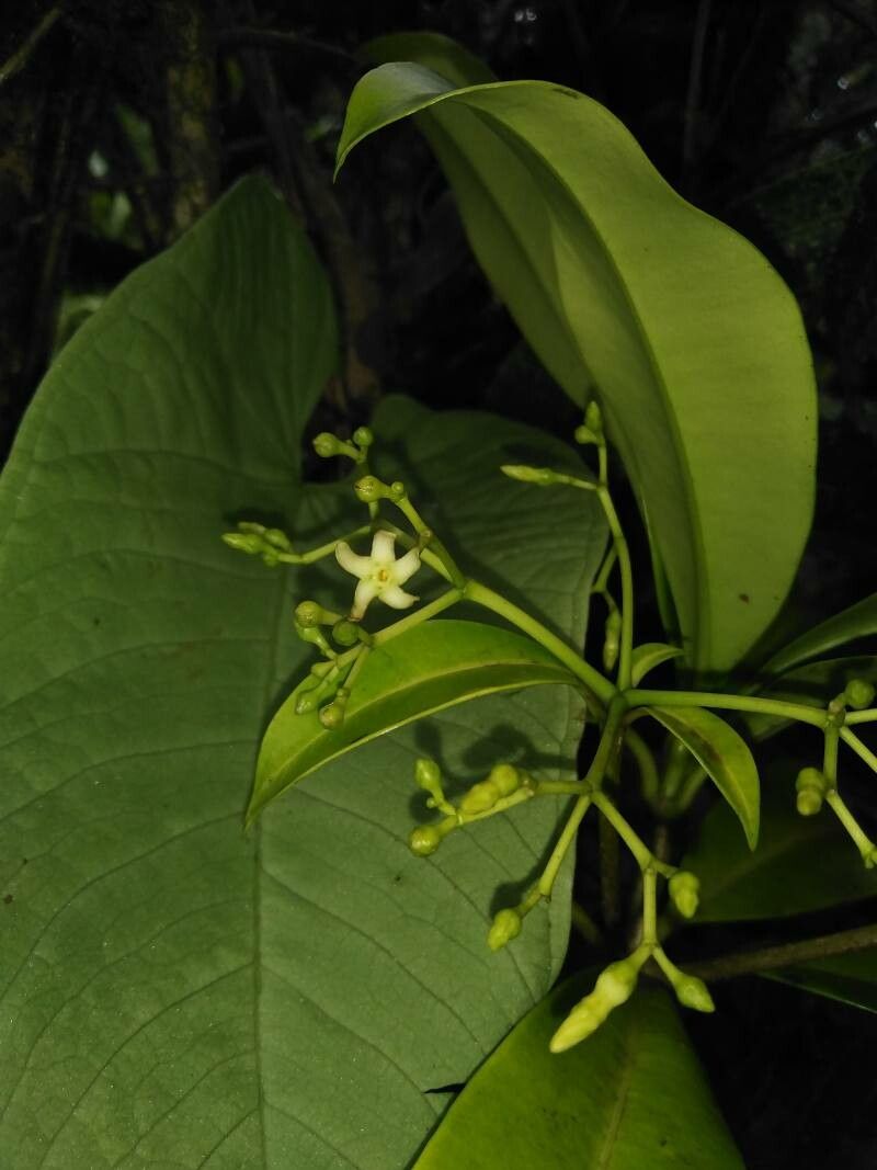 Rauvolfia aphlebia flower
