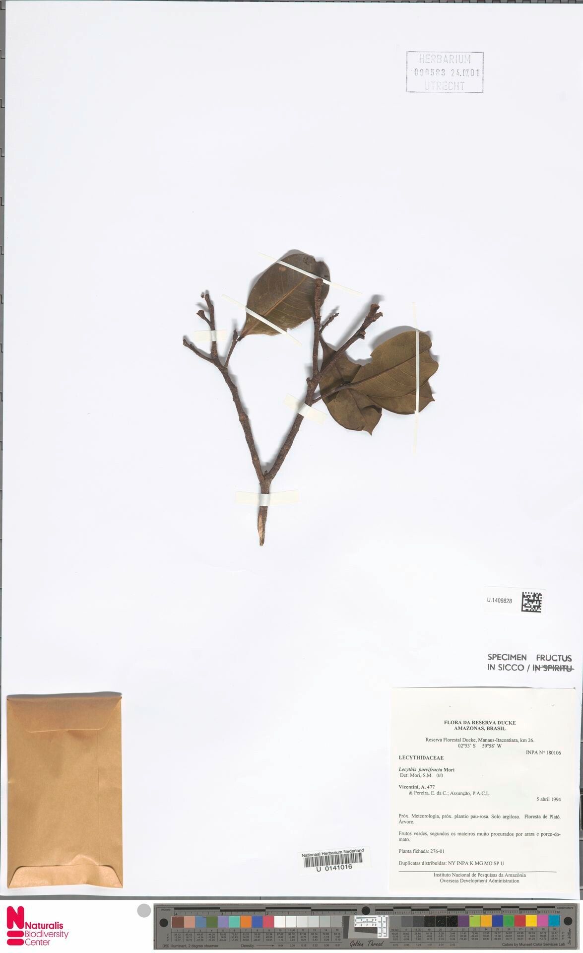 Lecythis parvifructa leaf