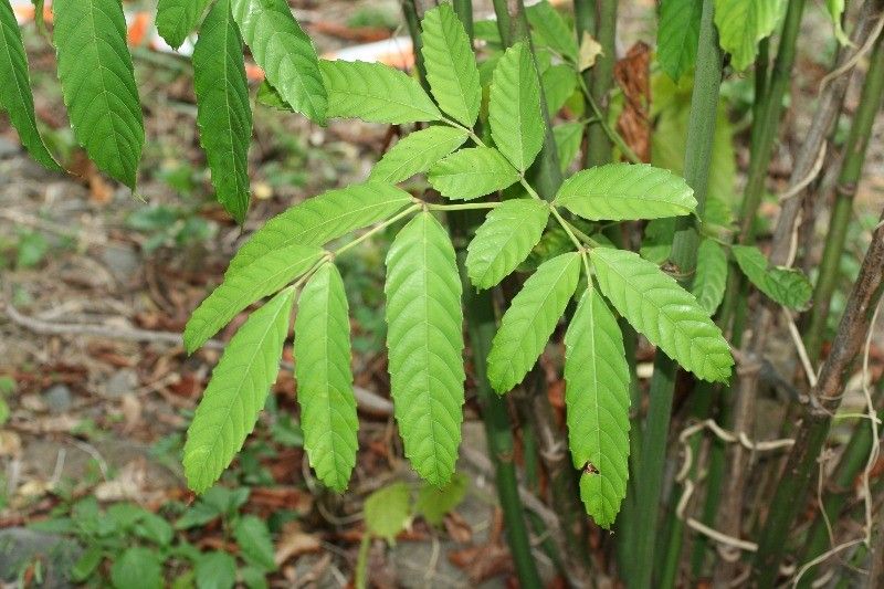 Leea guineensis leaf